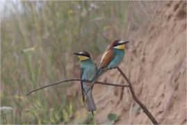<p>VLHA PESTRÁ (Merops apiaster) střední Čechy ----- /European bee-eater - Bienenfresser/</p>